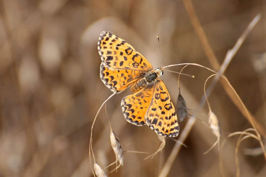 Tutte Melitaea didyma? S